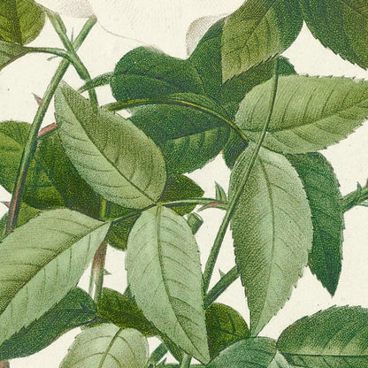 Rose (Rosa nivea) by Pierre Joseph Redouté, 1817