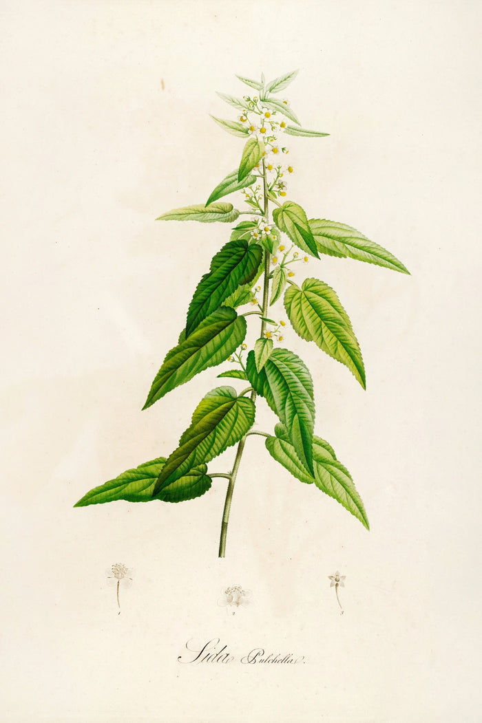 Sida pulchella (Plate 2) by Pierre Joseph Redouté, 1813