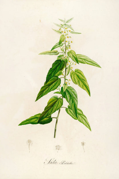 Sida pulchella (Plate 2) by Pierre Joseph Redouté, 1813