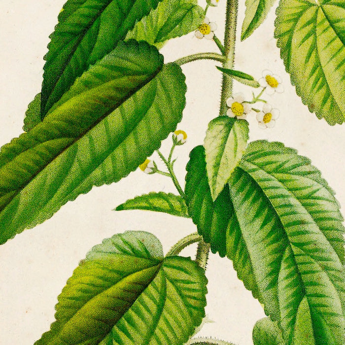 Sida pulchella (Plate 2) by Pierre Joseph Redouté, 1813