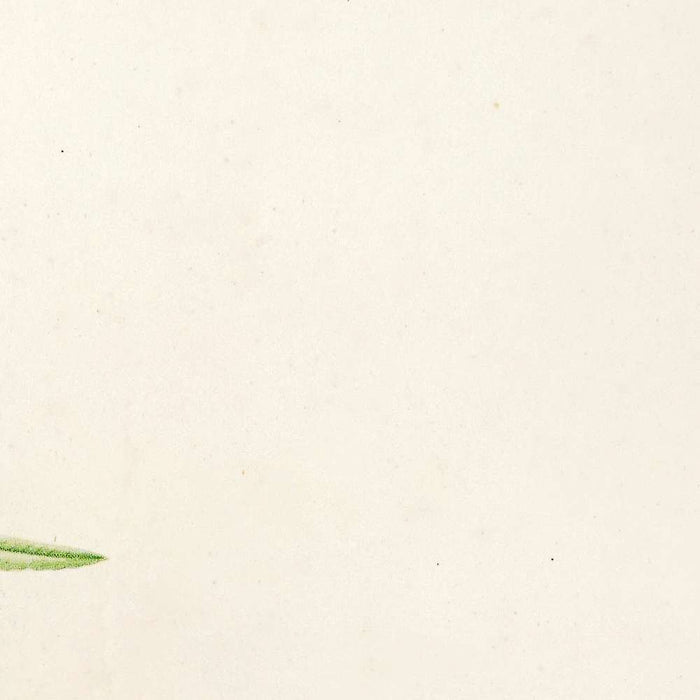 Sida pulchella (Plate 2) by Pierre Joseph Redouté, 1813