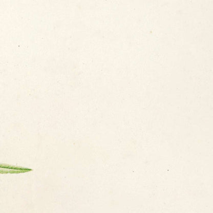 Sida pulchella (Plate 2) by Pierre Joseph Redouté, 1813