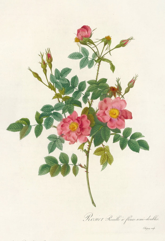 Sweet Briar Rose (Rosa rubiginosa) by Pierre Joseph Redouté, 1817