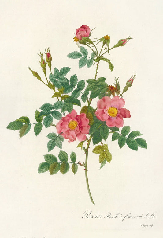 Sweet Briar Rose (Rosa rubiginosa) by Pierre Joseph Redouté, 1817