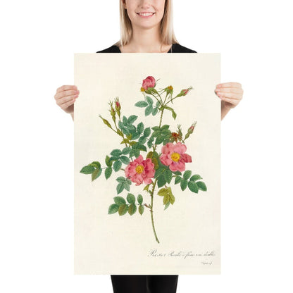Sweet Briar Rose (Rosa rubiginosa) by Pierre Joseph Redouté, 1817