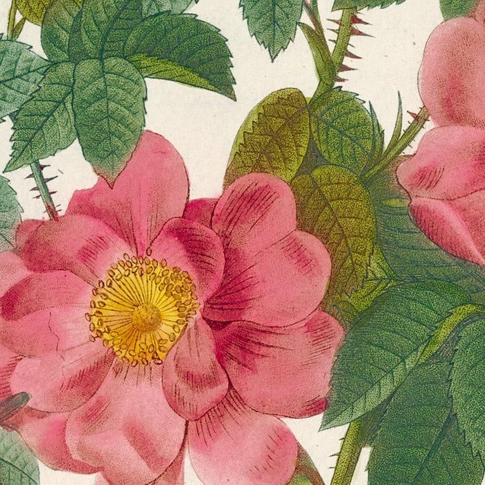 Sweet Briar Rose (Rosa rubiginosa) by Pierre Joseph Redouté, 1817