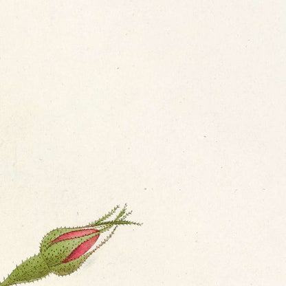 Sweet Briar Rose (Rosa rubiginosa) by Pierre Joseph Redouté, 1817